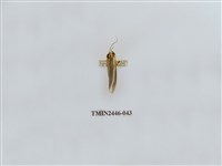 藏品(雙帶長苔蛾)的圖片